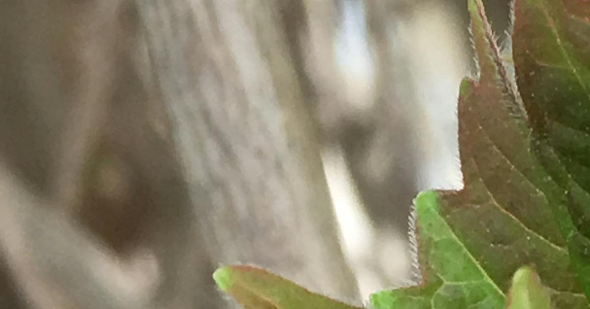 Espresso Dance Challenge - detailed analysis and comparison