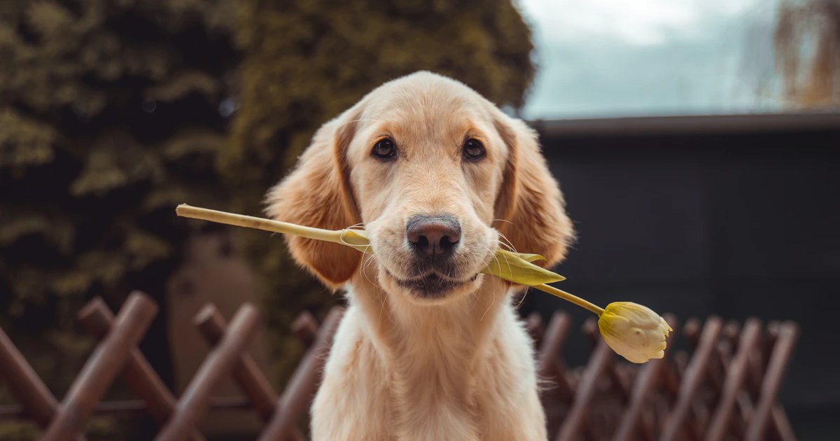 vidIQ vs TubeBuddy - detailed analysis and comparison